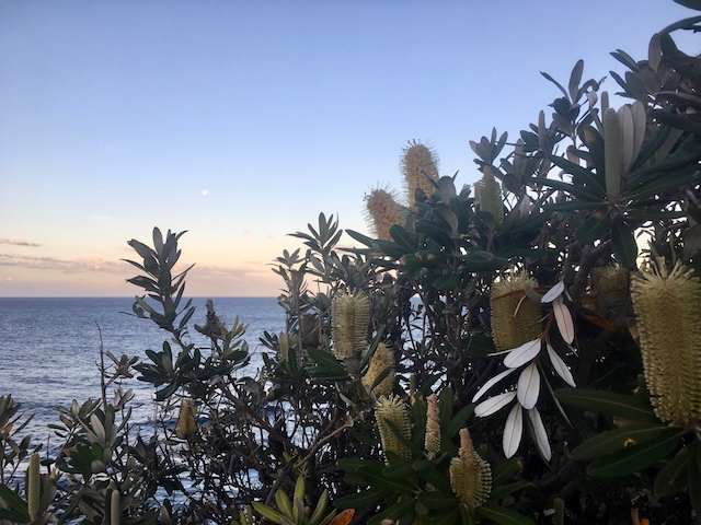 Banksias along the Coogee coast, photo Therese Spruhan, May 2017