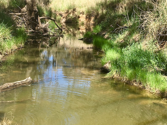 Coreinbob Creek, Borambola, NSW photo Therese Spruhan, October 2017