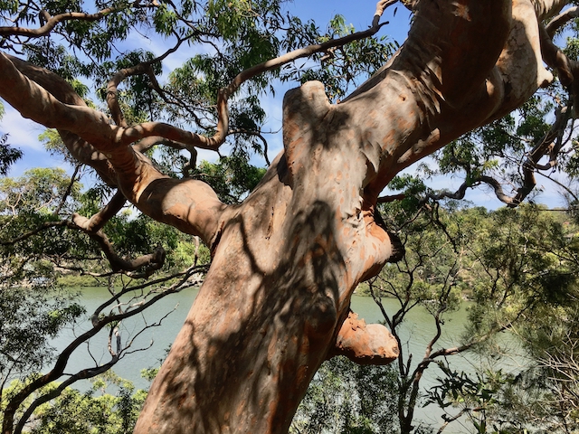Angophora in Oatley Park, Sydney, photo Therese Spruhan, 18 Feb 2018