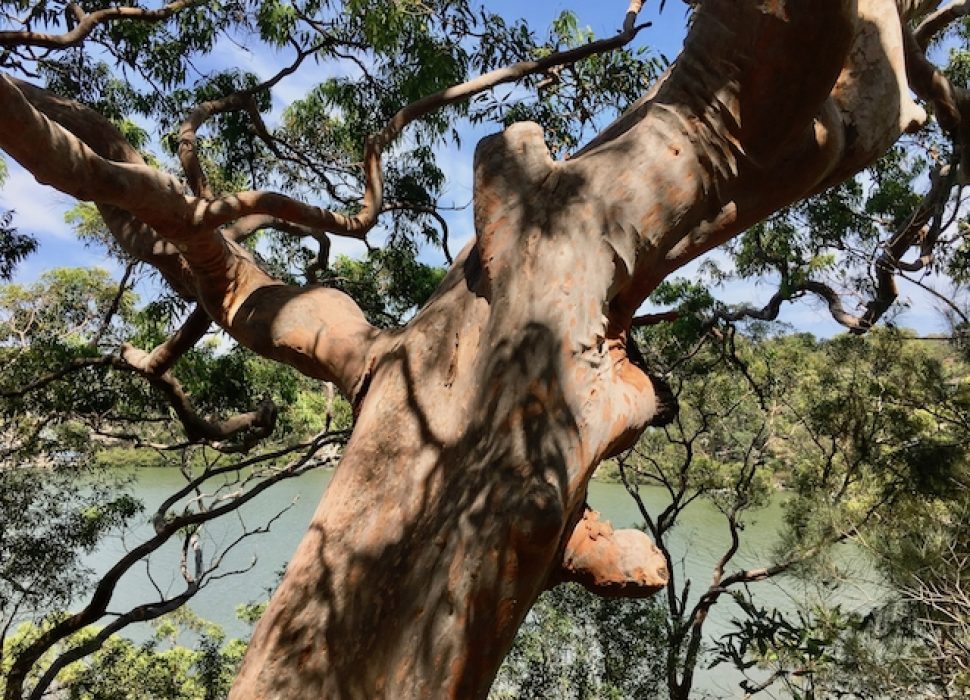Angophora in Oatley Park, Sydney, photo Therese Spruhan, 18 Feb 2018